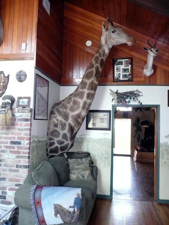Whitebird Summit Lodge Grangeville Esterno foto